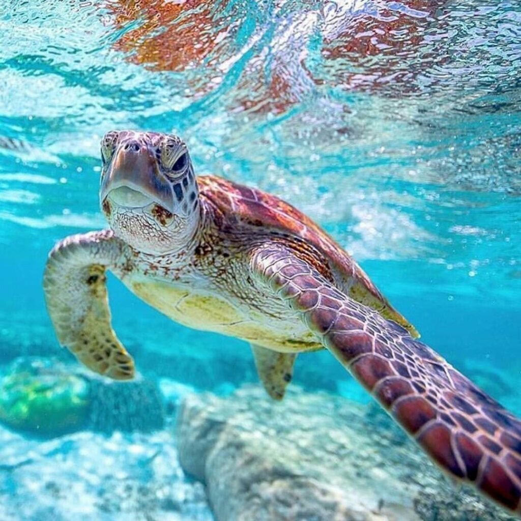Turtles