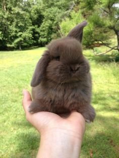 Rabbits